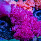 Soft Coral- Debdronephthya Coral WYSIWYG 15cm Soft Coral- Debdronephthya Coral WYSIWYG 15cm Soft Coral Soft Coral- Debdronephthya Coral WYSIWYG 15cm Zeo Box Reef