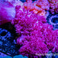 Soft Coral- Debdronephthya Coral WYSIWYG 15cm Soft Coral- Debdronephthya Coral WYSIWYG 15cm Soft Coral Soft Coral- Debdronephthya Coral WYSIWYG 15cm Zeo Box Reef