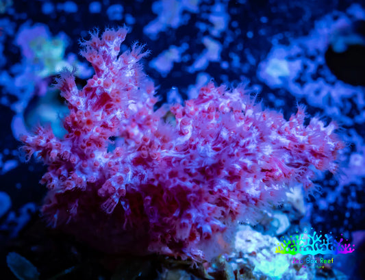 Soft Coral-  Debdronephthya Coral -  WYSIWYG 4cm C2R1B1 Soft Coral-  Debdronephthya Coral -  WYSIWYG 4cm C2R1B1 Soft Coral Soft Coral-  Debdronephthya Coral -  WYSIWYG 4cm C2R1B1 Zeo Box Reef