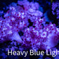 Soft Coral-  Debdronephthya Coral -  WYSIWYG 4cm Soft Coral-  Debdronephthya Coral -  WYSIWYG 4cm Soft Coral Soft Coral-  Debdronephthya Coral -  WYSIWYG 4cm Zeo Box Reef