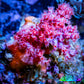 Soft Coral-  Debdronephthya Coral -  WYSIWYG 5cm C3 R1B1 Soft Coral-  Debdronephthya Coral -  WYSIWYG 5cm C3 R1B1 Soft Coral Soft Coral-  Debdronephthya Coral -  WYSIWYG 5cm C3 R1B1 Zeo Box Reef