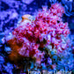 Soft Coral-  Debdronephthya Coral -  WYSIWYG 5cm C3R1B1 Soft Coral-  Debdronephthya Coral -  WYSIWYG 5cm C3R1B1 Soft Coral Soft Coral-  Debdronephthya Coral -  WYSIWYG 5cm C3R1B1 Zeo Box Reef