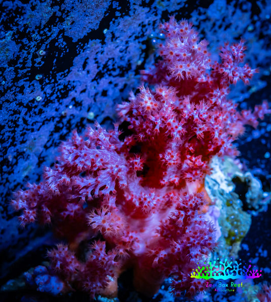 Soft Coral-  Debdronephthya Coral -  WYSIWYG 5cm Soft Coral-  Debdronephthya Coral -  WYSIWYG 5cm Soft Coral Soft Coral-  Debdronephthya Coral -  WYSIWYG 5cm Zeo Box Reef