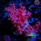 Soft Coral-  Debdronephthya Coral -  WYSIWYG 7cm Soft Coral-  Debdronephthya Coral -  WYSIWYG 7cm Soft Coral Soft Coral-  Debdronephthya Coral -  WYSIWYG 7cm Zeo Box Reef