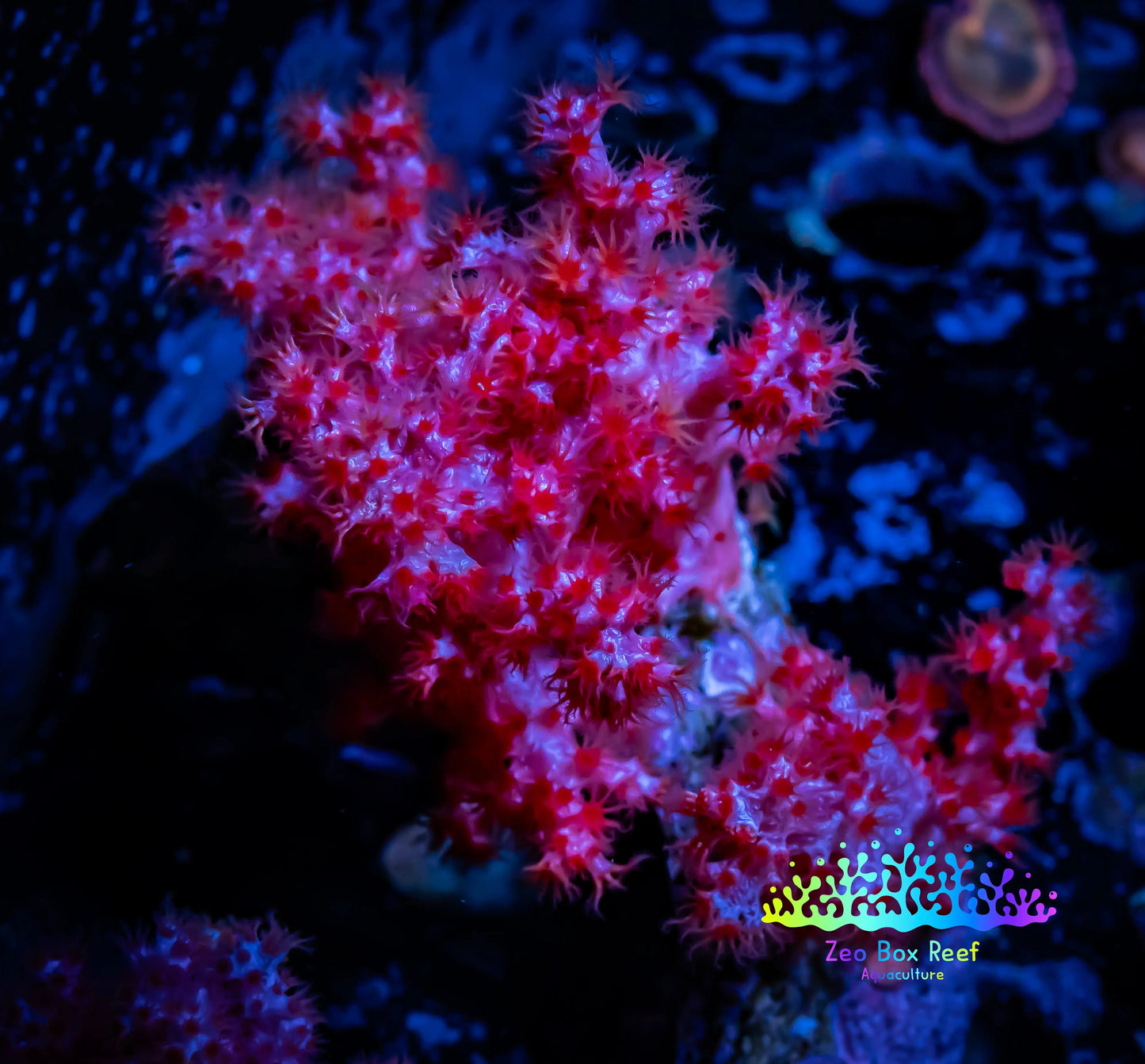 Soft Coral-  Debdronephthya Coral -  WYSIWYG 7cm Soft Coral-  Debdronephthya Coral -  WYSIWYG 7cm Soft Coral Soft Coral-  Debdronephthya Coral -  WYSIWYG 7cm Zeo Box Reef