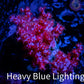 Soft Coral-  Debdronephthya Coral -  WYSIWYG 7cm Soft Coral-  Debdronephthya Coral -  WYSIWYG 7cm Soft Coral Soft Coral-  Debdronephthya Coral -  WYSIWYG 7cm Zeo Box Reef
