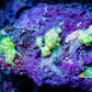 Soft Coral-  Debdronephthya Coral -  WYSIWYG 8cm Soft Coral-  Debdronephthya Coral -  WYSIWYG 8cm Soft Coral Soft Coral-  Debdronephthya Coral -  WYSIWYG 8cm Zeo Box Reef