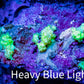 Soft Coral-  Debdronephthya Coral -  WYSIWYG 8cm Soft Coral-  Debdronephthya Coral -  WYSIWYG 8cm Soft Coral Soft Coral-  Debdronephthya Coral -  WYSIWYG 8cm Zeo Box Reef