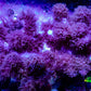 Soft Coral - Finger Leather WYSIWYG -  10cm Soft Coral - Finger Leather WYSIWYG -  10cm Soft Coral Soft Coral - Finger Leather WYSIWYG -  10cm Zeo Box Reef