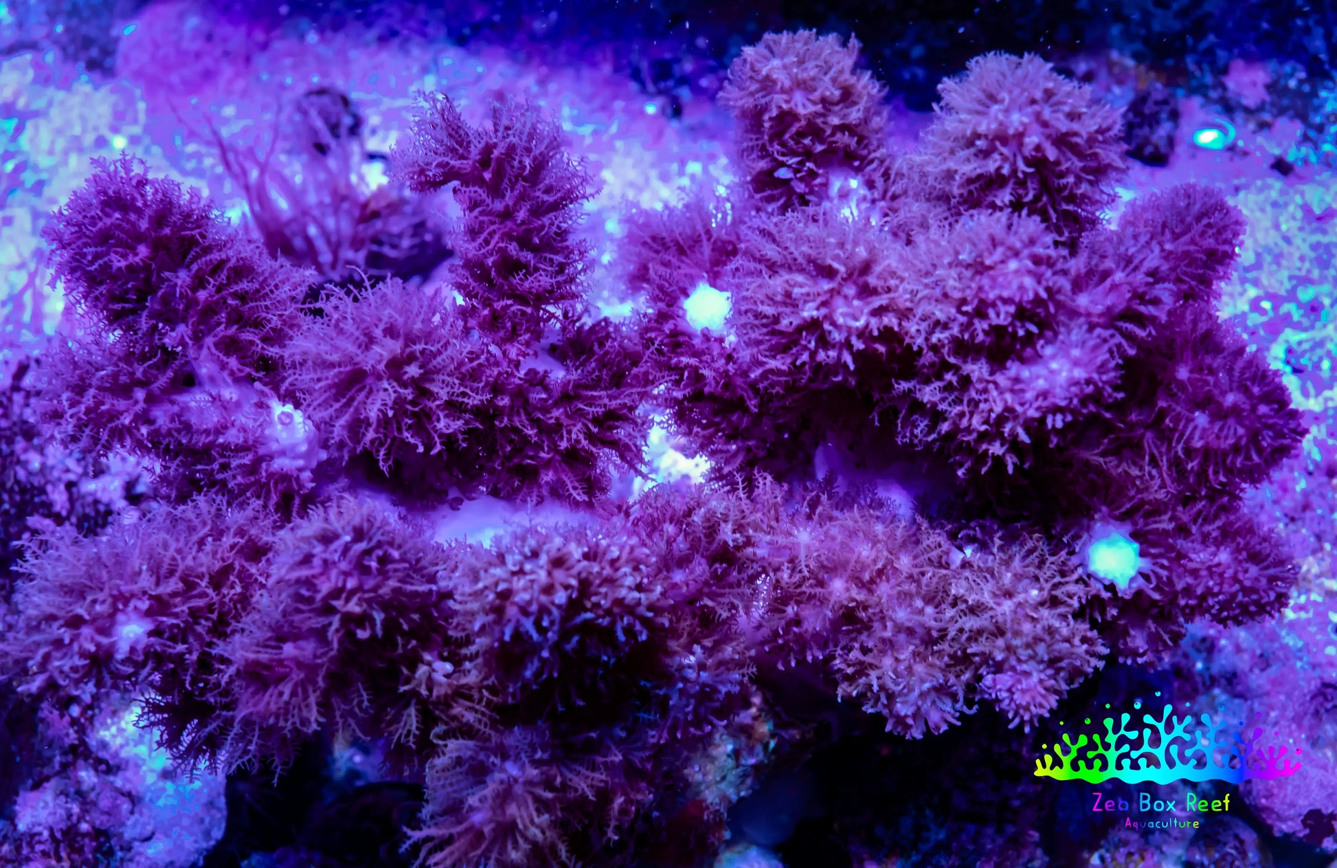 Soft Coral - Finger Leather WYSIWYG -  10cm Soft Coral - Finger Leather WYSIWYG -  10cm Soft Coral Soft Coral - Finger Leather WYSIWYG -  10cm Zeo Box Reef