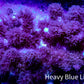 Soft Coral - Finger Leather WYSIWYG -  10cm Soft Coral - Finger Leather WYSIWYG -  10cm Soft Coral Soft Coral - Finger Leather WYSIWYG -  10cm Zeo Box Reef