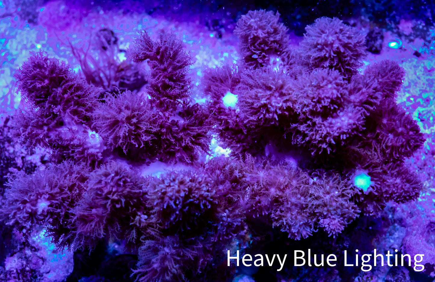 Soft Coral - Finger Leather WYSIWYG -  10cm Soft Coral - Finger Leather WYSIWYG -  10cm Soft Coral Soft Coral - Finger Leather WYSIWYG -  10cm Zeo Box Reef