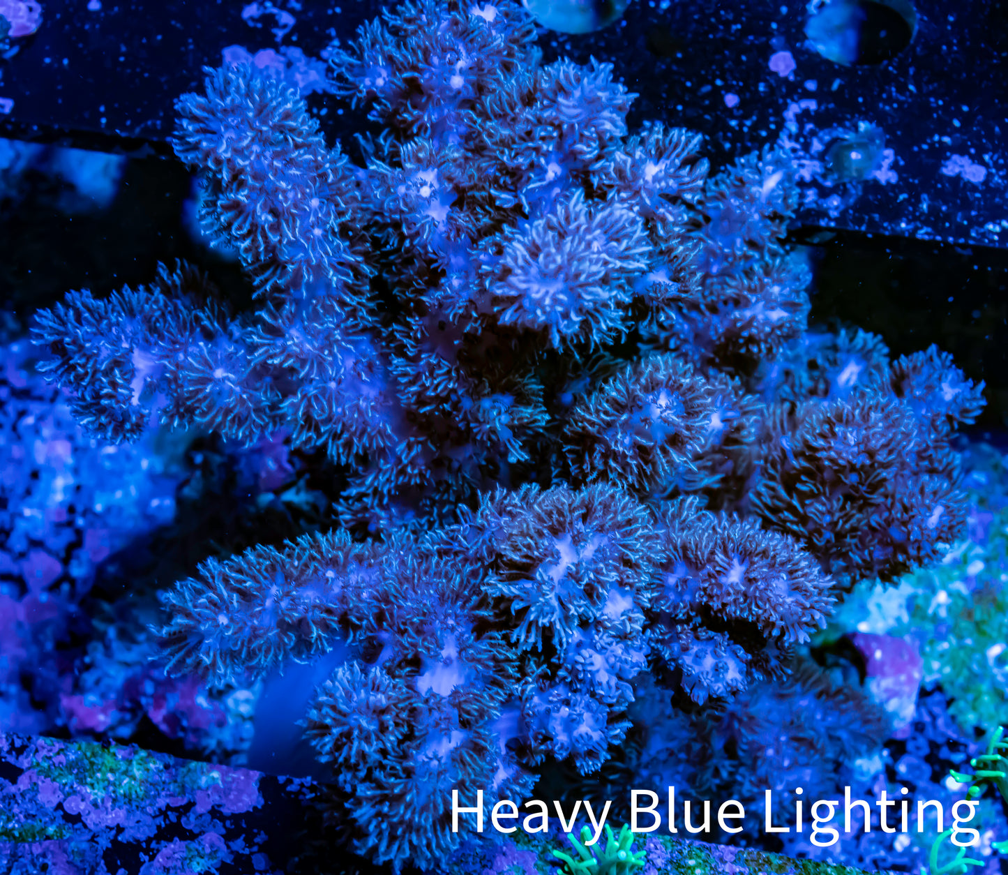 Soft Coral - Finger Leather WYSIWYG -  12cm Soft Coral - Finger Leather WYSIWYG -  12cm Soft Coral Soft Coral - Finger Leather WYSIWYG -  12cm Zeo Box Reef