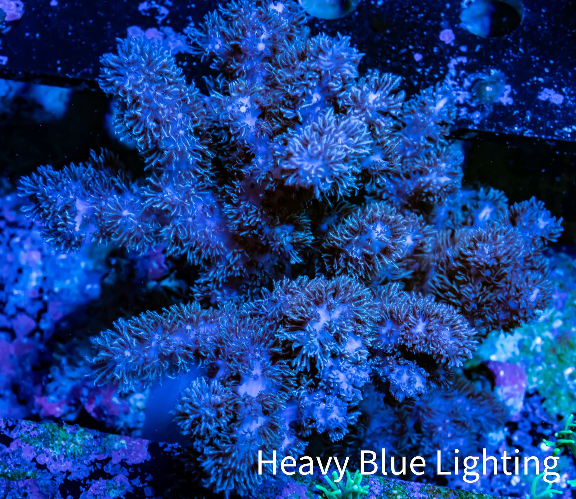 Soft Coral - Finger Leather WYSIWYG -  12cm Soft Coral - Finger Leather WYSIWYG -  12cm Soft Coral Soft Coral - Finger Leather WYSIWYG -  12cm Zeo Box Reef