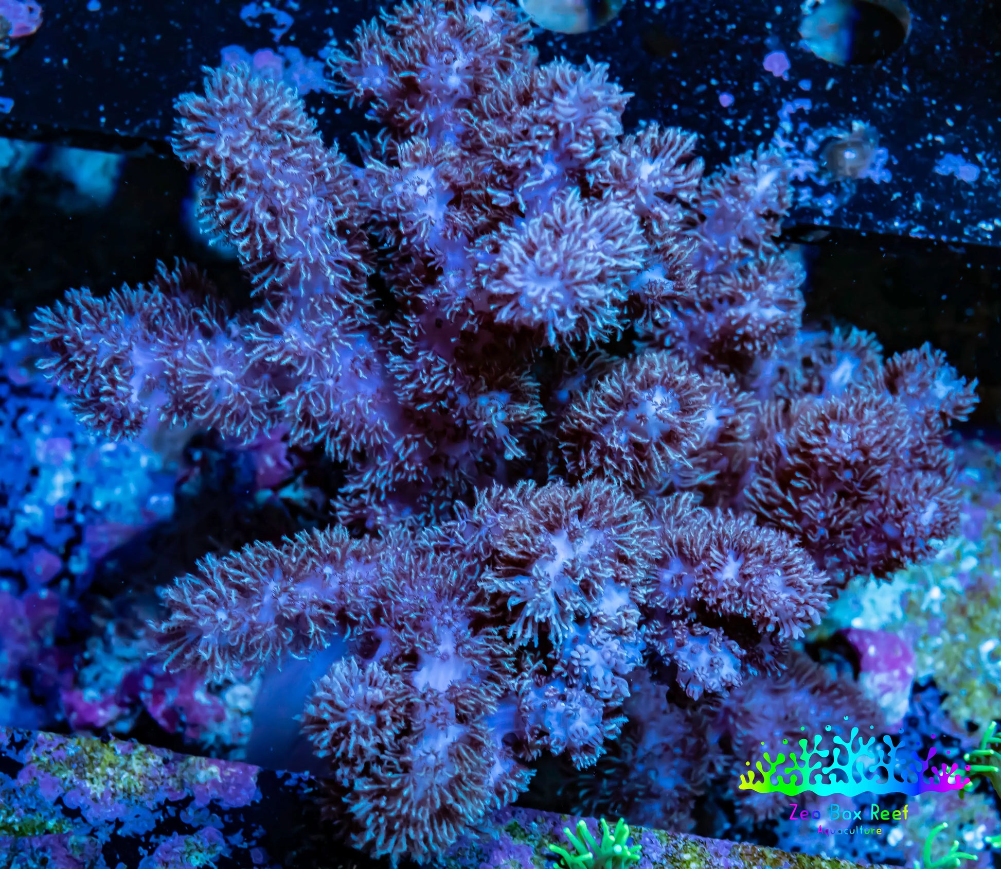 Soft Coral - Finger Leather WYSIWYG -  12cm Soft Coral - Finger Leather WYSIWYG -  12cm Soft Coral Soft Coral - Finger Leather WYSIWYG -  12cm Zeo Box Reef