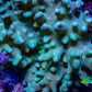 Soft Coral - Finger Leather WYSIWYG -  12cm (Copy) Soft Coral - Finger Leather WYSIWYG -  12cm (Copy) Soft Coral Soft Coral - Finger Leather WYSIWYG -  12cm (Copy) Zeo Box Reef