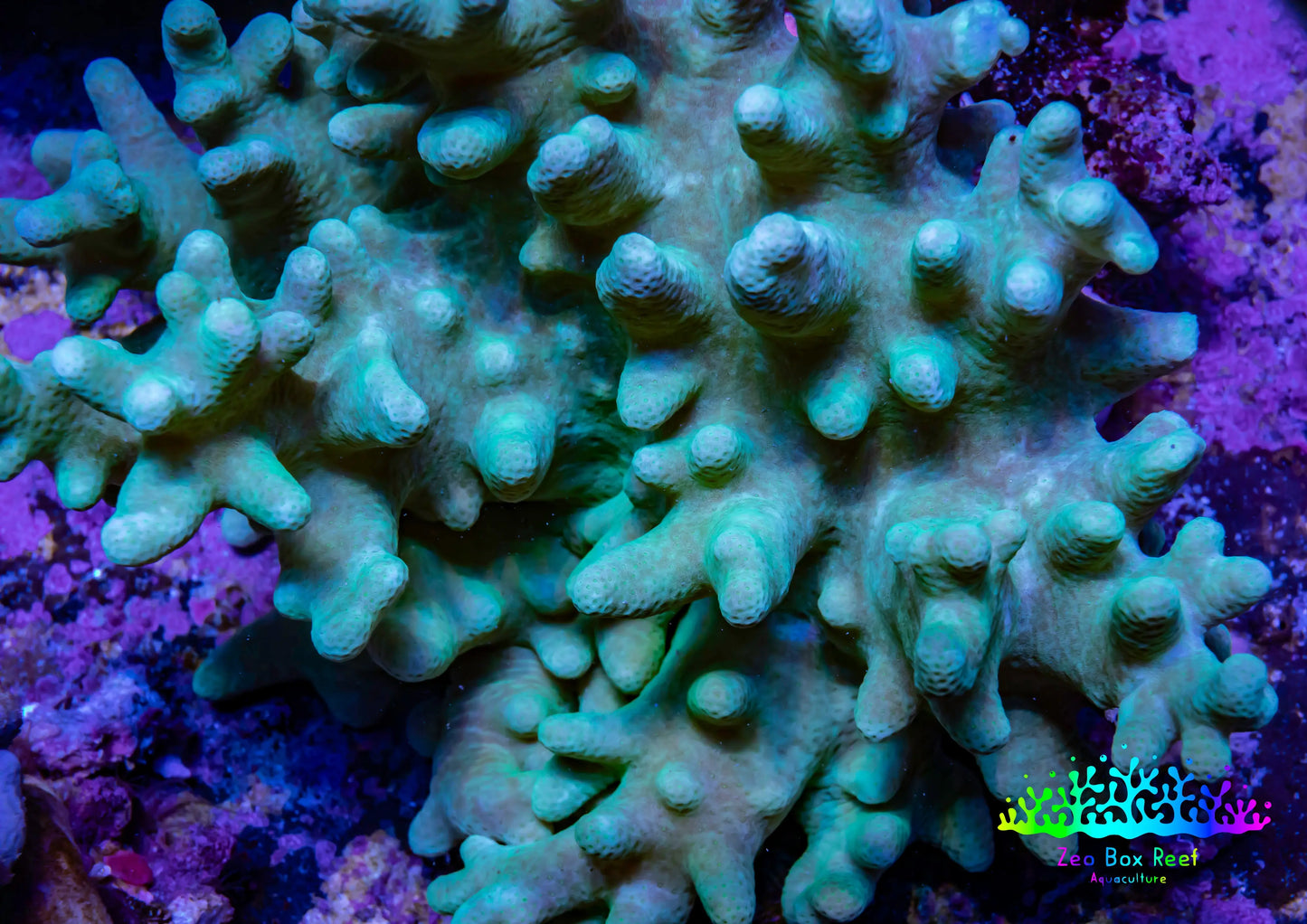 Soft Coral - Finger Leather WYSIWYG -  12cm (Copy) Soft Coral - Finger Leather WYSIWYG -  12cm (Copy) Soft Coral Soft Coral - Finger Leather WYSIWYG -  12cm (Copy) Zeo Box Reef
