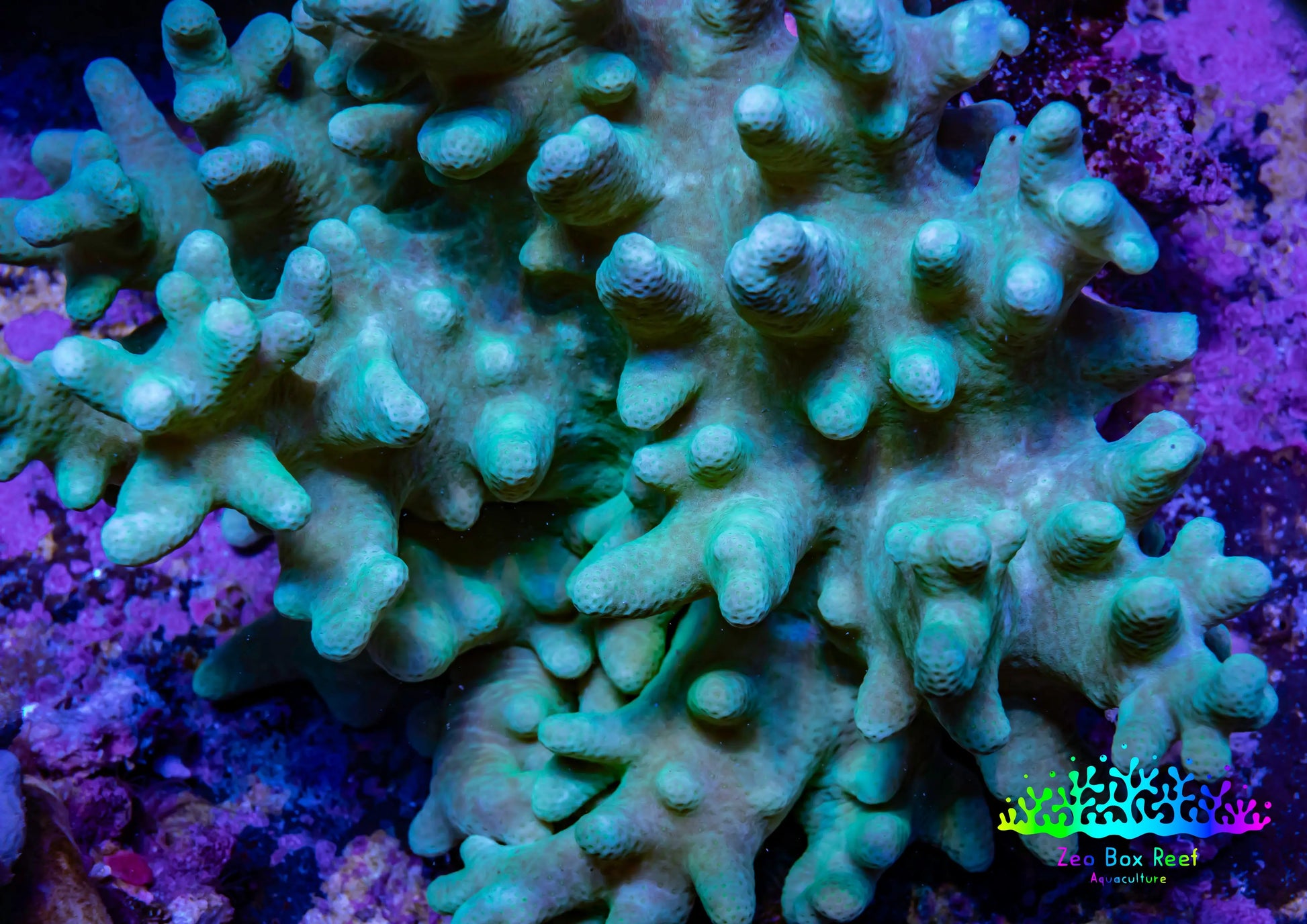 Soft Coral - Finger Leather WYSIWYG -  12cm (Copy) Soft Coral - Finger Leather WYSIWYG -  12cm (Copy) Soft Coral Soft Coral - Finger Leather WYSIWYG -  12cm (Copy) Zeo Box Reef