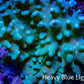 Soft Coral - Finger Leather WYSIWYG -  12cm (Copy) Soft Coral - Finger Leather WYSIWYG -  12cm (Copy) Soft Coral Soft Coral - Finger Leather WYSIWYG -  12cm (Copy) Zeo Box Reef