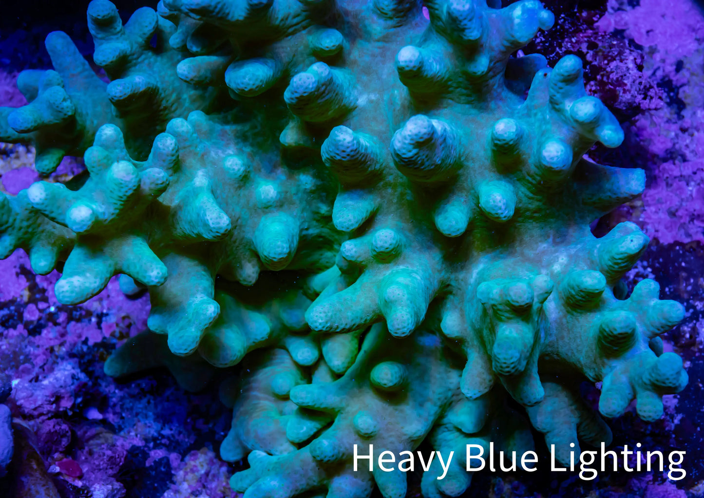 Soft Coral - Finger Leather WYSIWYG -  12cm (Copy) Soft Coral - Finger Leather WYSIWYG -  12cm (Copy) Soft Coral Soft Coral - Finger Leather WYSIWYG -  12cm (Copy) Zeo Box Reef