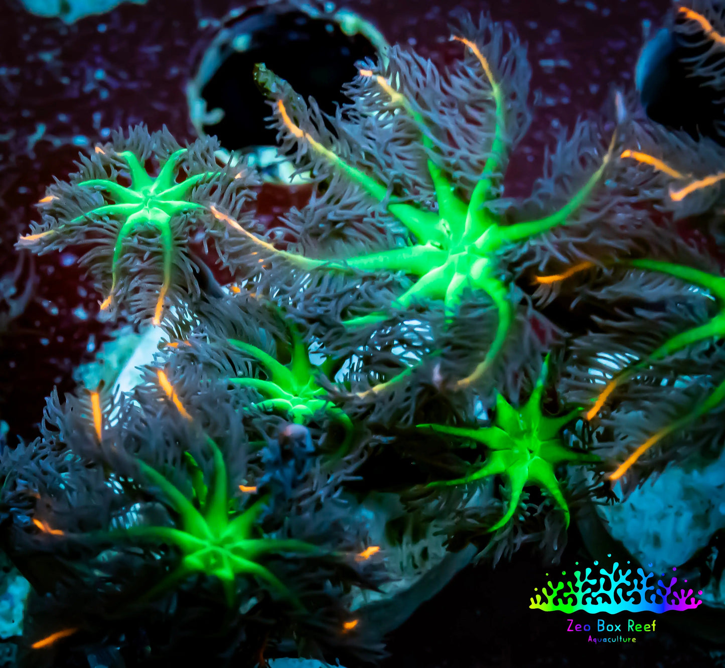 Soft Coral- Fireworks 🎇 Clove Polyps Frag 4+ polyps Soft Coral- Fireworks 🎇 Clove Polyps Frag 4+ polyps Soft Coral Soft Coral- Fireworks 🎇 Clove Polyps Frag 4+ polyps Zeo Box Reef