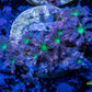 Soft Coral- Fireworks 🎇 Clove Polyps Frag Soft Coral- Fireworks 🎇 Clove Polyps Frag Soft Coral Soft Coral- Fireworks 🎇 Clove Polyps Frag Zeo Box Reef