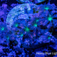 Soft Coral- Fireworks 🎇 Clove Polyps Frag Soft Coral- Fireworks 🎇 Clove Polyps Frag Soft Coral Soft Coral- Fireworks 🎇 Clove Polyps Frag Zeo Box Reef