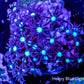 Soft Coral- Frag- Purple Green Star Polyps GSP Soft Coral- Frag- Purple Green Star Polyps GSP Soft Coral Soft Coral- Frag- Purple Green Star Polyps GSP Zeo Box Reef