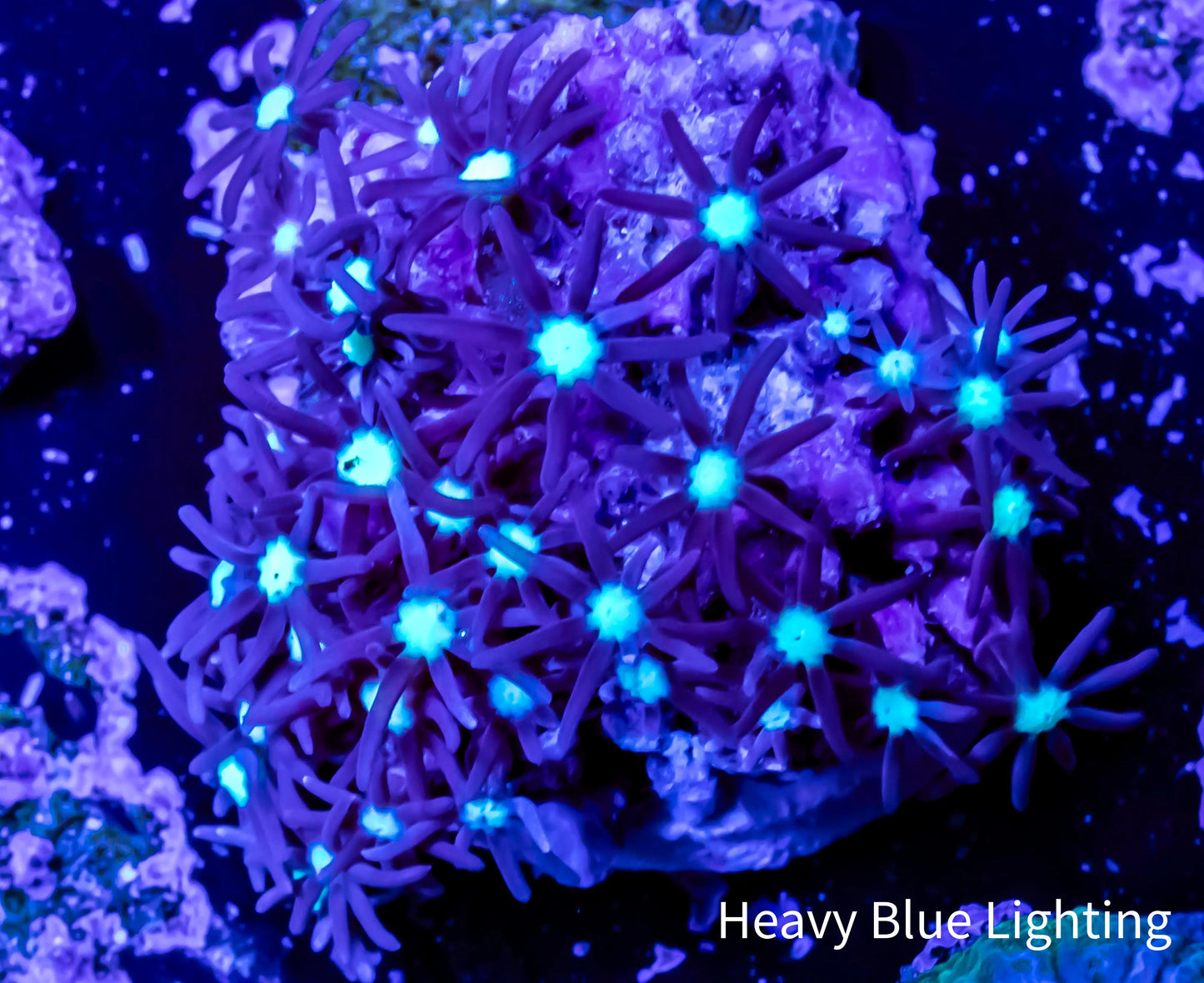 Soft Coral- Frag- Purple Green Star Polyps GSP Soft Coral- Frag- Purple Green Star Polyps GSP Soft Coral Soft Coral- Frag- Purple Green Star Polyps GSP Zeo Box Reef