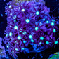 Soft Coral- Frag- Purple Green Star Polyps GSP Soft Coral- Frag- Purple Green Star Polyps GSP Soft Coral Soft Coral- Frag- Purple Green Star Polyps GSP Zeo Box Reef