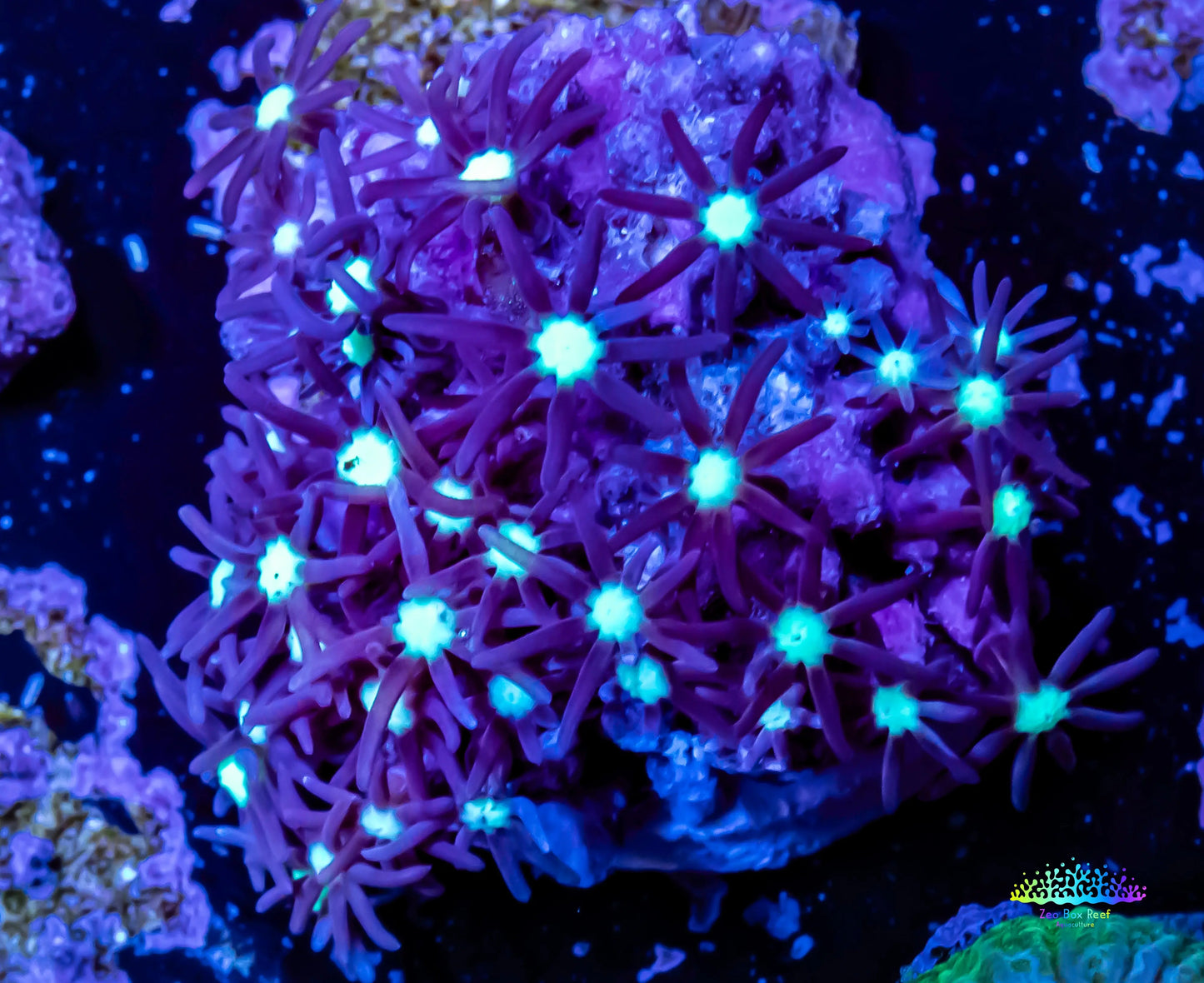 Soft Coral- Frag- Purple Green Star Polyps GSP Soft Coral- Frag- Purple Green Star Polyps GSP Soft Coral Soft Coral- Frag- Purple Green Star Polyps GSP Zeo Box Reef