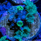 Soft Coral- Green Clove Polyps Frag Soft Coral- Green Clove Polyps Frag Soft Coral Soft Coral- Green Clove Polyps Frag Zeo Box Reef