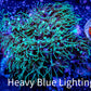Soft Coral- Green Star Polyps GSP 5cm Soft Coral- Green Star Polyps GSP 5cm Soft Coral Soft Coral- Green Star Polyps GSP 5cm Zeo Box Reef