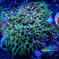 Soft Coral- Green Star Polyps GSP 5cm Soft Coral- Green Star Polyps GSP 5cm Soft Coral Soft Coral- Green Star Polyps GSP 5cm Zeo Box Reef