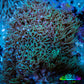Soft Coral- Green Star Polyps GSP 5cm Soft Coral- Green Star Polyps GSP 5cm Soft Coral Soft Coral- Green Star Polyps GSP 5cm Zeo Box Reef