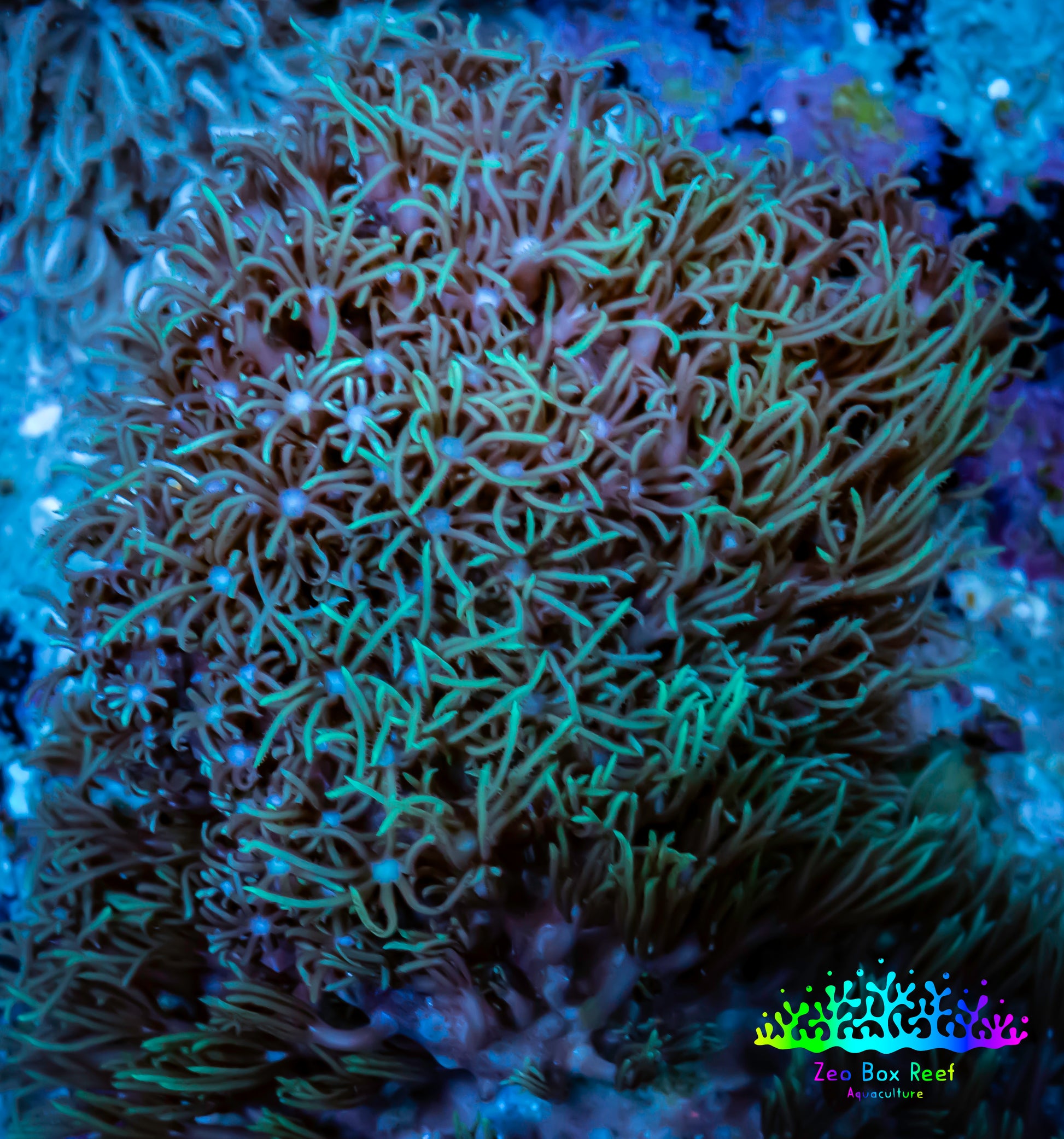 Soft Coral- Green Star Polyps GSP 5cm Soft Coral- Green Star Polyps GSP 5cm Soft Coral Soft Coral- Green Star Polyps GSP 5cm Zeo Box Reef