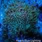 Soft Coral- Green Star Polyps GSP 5cm Soft Coral- Green Star Polyps GSP 5cm Soft Coral Soft Coral- Green Star Polyps GSP 5cm Zeo Box Reef