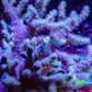 Soft Coral- Leather Coral - Sinularia -  12cm WYSIWYG Soft Coral- Leather Coral - Sinularia -  12cm WYSIWYG Soft Coral Soft Coral- Leather Coral - Sinularia -  12cm WYSIWYG Zeo Box Reef
