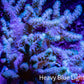 Soft Coral- Leather Coral - Sinularia -  12cm WYSIWYG Soft Coral- Leather Coral - Sinularia -  12cm WYSIWYG Soft Coral Soft Coral- Leather Coral - Sinularia -  12cm WYSIWYG Zeo Box Reef