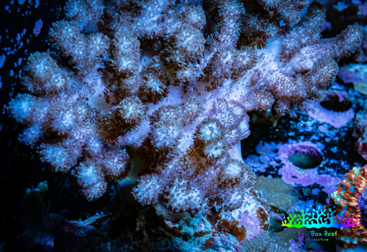 Soft Coral -  Nepthea WYSIWYG -  10cm Soft Coral -  Nepthea WYSIWYG -  10cm Soft Coral Soft Coral -  Nepthea WYSIWYG -  10cm Zeo Box Reef