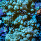 Soft Coral -  Nepthea  WYSIWYG -  13cm Soft Coral -  Nepthea  WYSIWYG -  13cm Soft Coral Soft Coral -  Nepthea  WYSIWYG -  13cm Zeo Box Reef