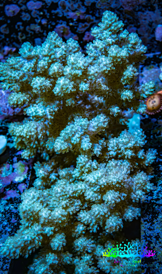 Soft Coral -  Nepthea  WYSIWYG -  13cm Soft Coral -  Nepthea  WYSIWYG -  13cm Soft Coral Soft Coral -  Nepthea  WYSIWYG -  13cm Zeo Box Reef
