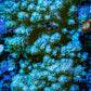 Soft Coral -  Nepthea  WYSIWYG -  13cm Soft Coral -  Nepthea  WYSIWYG -  13cm Soft Coral Soft Coral -  Nepthea  WYSIWYG -  13cm Zeo Box Reef