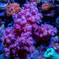 Soft Coral -  Nepthea WYSIWYG -  8cm Soft Coral -  Nepthea WYSIWYG -  8cm Soft Coral Soft Coral -  Nepthea WYSIWYG -  8cm Zeo Box Reef