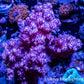 Soft Coral -  Nepthea WYSIWYG -  8cm Soft Coral -  Nepthea WYSIWYG -  8cm Soft Coral Soft Coral -  Nepthea WYSIWYG -  8cm Zeo Box Reef