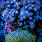Soft Coral -  Nepthea and Morph combo WYSIWYG -  9cm Soft Coral -  Nepthea and Morph combo WYSIWYG -  9cm Soft Coral Soft Coral -  Nepthea and Morph combo WYSIWYG -  9cm Zeo Box Reef