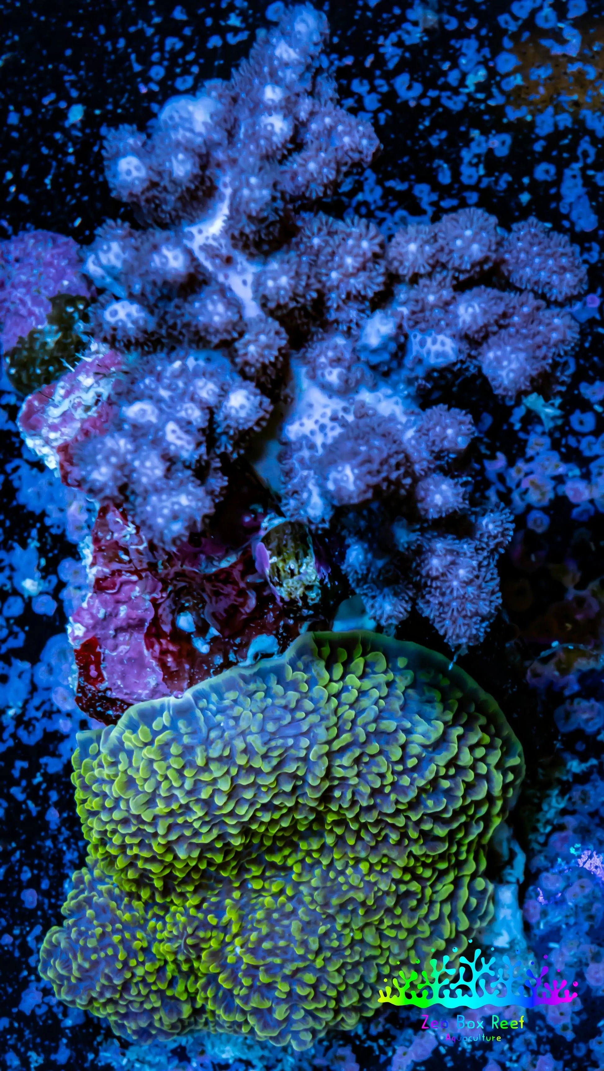 Soft Coral -  Nepthea and Morph combo WYSIWYG -  9cm Soft Coral -  Nepthea and Morph combo WYSIWYG -  9cm Soft Coral Soft Coral -  Nepthea and Morph combo WYSIWYG -  9cm Zeo Box Reef