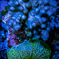 Soft Coral -  Nepthea and Morph combo WYSIWYG -  9cm Soft Coral -  Nepthea and Morph combo WYSIWYG -  9cm Soft Coral Soft Coral -  Nepthea and Morph combo WYSIWYG -  9cm Zeo Box Reef