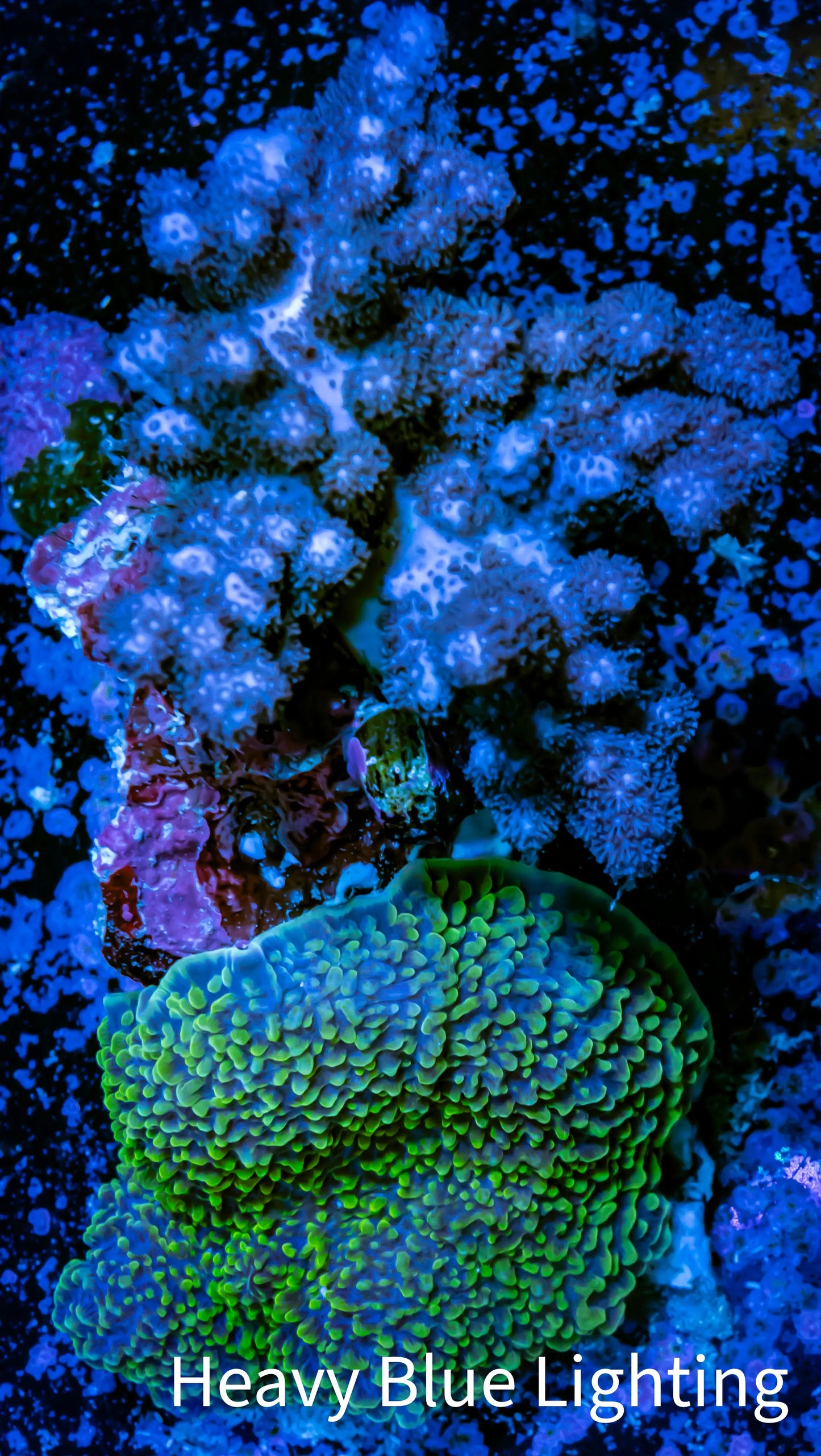 Soft Coral -  Nepthea and Morph combo WYSIWYG -  9cm Soft Coral -  Nepthea and Morph combo WYSIWYG -  9cm Soft Coral Soft Coral -  Nepthea and Morph combo WYSIWYG -  9cm Zeo Box Reef