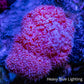 Soft Coral- Pink  Debdronephthya Coral 4cm Soft Coral- Pink  Debdronephthya Coral 4cm Soft Coral Soft Coral- Pink  Debdronephthya Coral 4cm Zeo Box Reef